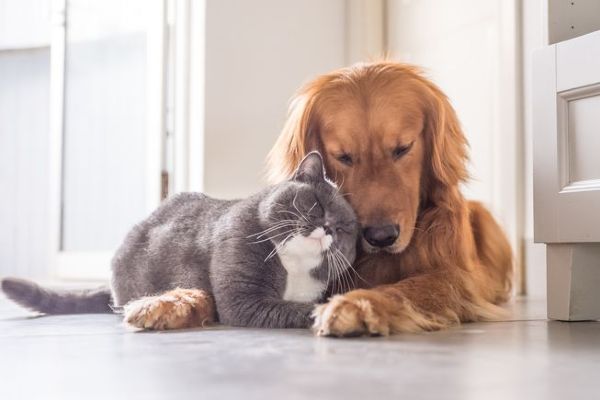 Stresi azaltmak için kedi ve köpeklerle 10 dakika yeter