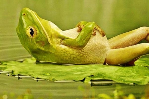 28 bin canlı türü yok olma tehlikesiyle karşı karşıya