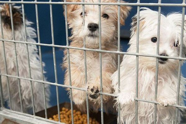Petshoplara yeni düzenleme !