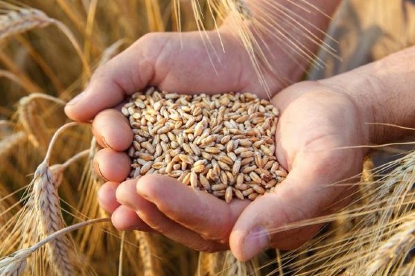 Buğday, arpa ve mısırda gümrük vergisi sıfırlandı