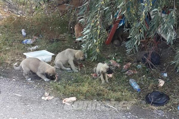 Yol kenarına bırakılan yavrular canından oldu