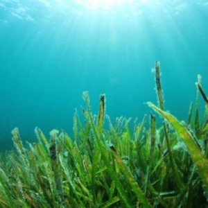 Bilim insanları deniz yosunundan elektrik akımı elde eden bir yöntem geliştirdi