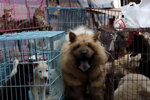 Çin’deki festivalde köpek eti satışı yasaklandı