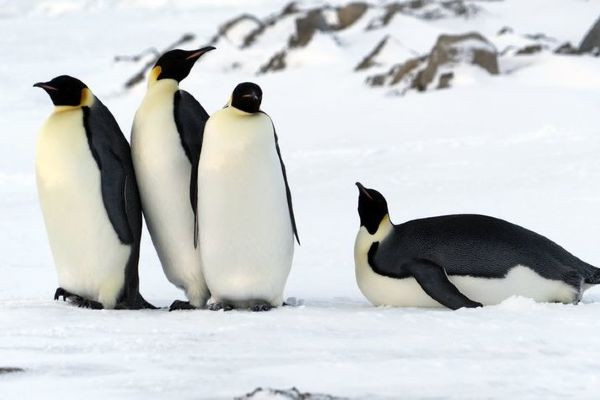 İnsan boyutunda penguen fosili bulundu