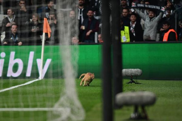 UEFAdan Beşiktaşa kedi soruşturması