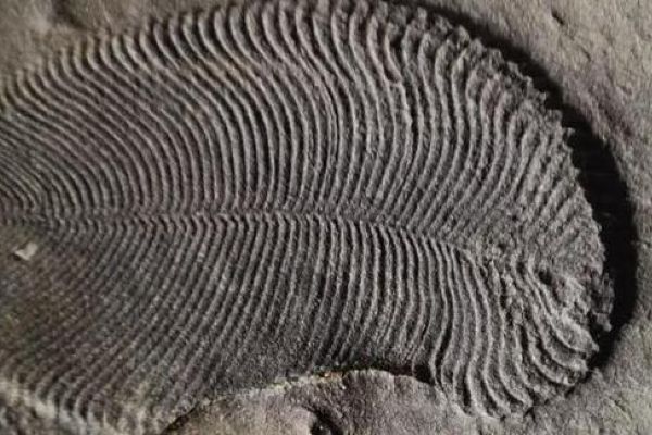 Bilinen en eski hayvan fosili bulundu