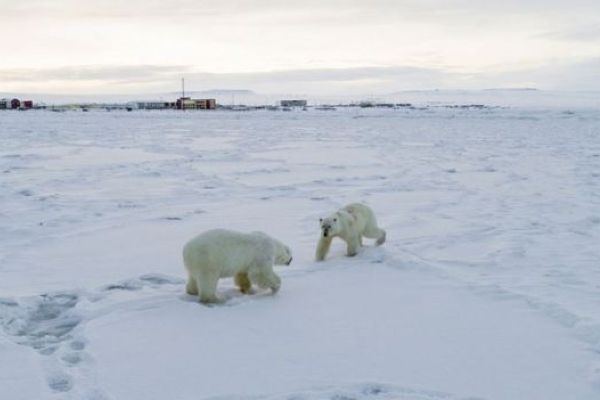 Rusyada 50den fazla kutup ayısı köye yaklaştı, okullara koruma verildi