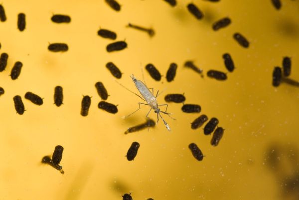 Milyonlarca mutant sivrisinek ABDde serbest bırakılacak