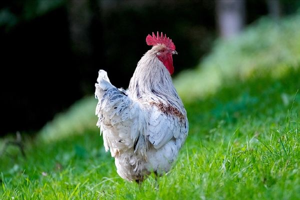 Bir sonraki pandemiye neden olacak virüs tavuk kümeslerinde